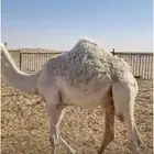 قعود قصب