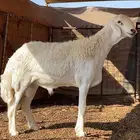 طلي صنف الصنف ارتفاع هائل