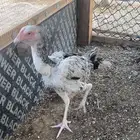 دجاج باكستاني