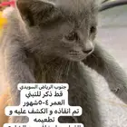 قط للتبني