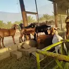 للبيع تيوس جنوبي. تربيت مزرعه في الدلم.