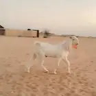 تيسين ضارايب برص من سلاله الخبل