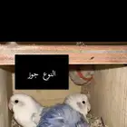 طيور روز