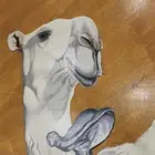 مطلوب ذود للبيع