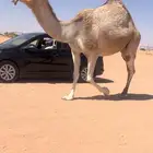 ضروبه كفو
