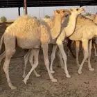 قعدان طيبه العدد 7