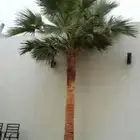 تكريب نخيل الرشنطني