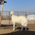 طلي مشروع فحل صنف الصنف