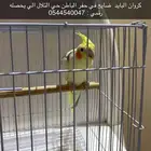 كروان ضايع حفر الباطن حي التلال رقمي في الصوره