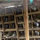 حمام فرنسي سلفر 20 جوز