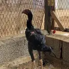 دجاج شامو الماني