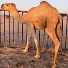قعود مفرود