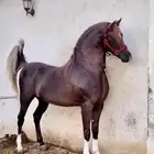 ايواء خيل 900  عرض اول مربط دوام 24ساعه عمال ومدربين