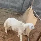 خروف
