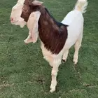 تيس مشروك طيب فحل او لحم