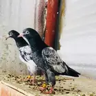 تم البيع زوج تيدي فاروق خان