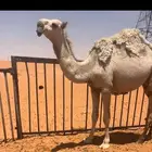 بكرا