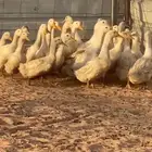 بط بكيني اربع شهور