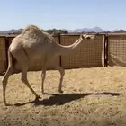 قعود