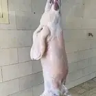 ذبايح الرس