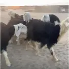 خرفان نجد جذعان