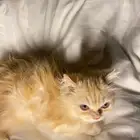 قطط للبيع
