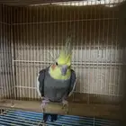 طيور كروان للبيع