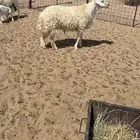 فحل حري وخلفات