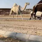 عرض ضروبه وضحى كفو