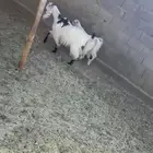 متبع