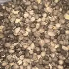 حبوب البان