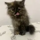 قط عمره شهرين للتبني