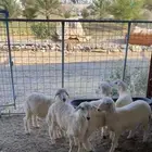 بهم