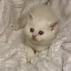 قط للبيع سكوتش فولد ذكر