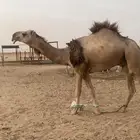 قعود عقابي كفو