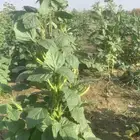 قوار طازج من مزارعنا