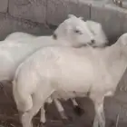 كباشه ماشاء الله مقفله شحم ولحم