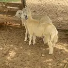 طليان القوز
