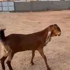 عنز هولنديه