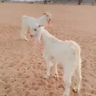 تيسين ضرايب من مراح كفو