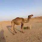 ضروبه شعلا واخر زبون يربح