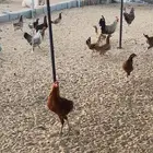 دجاج وديوك للبيع