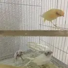 كناري