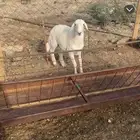 ذبيحه طلي شحم فل العمر 6شهور ونص طيب بلحيل وجبر
