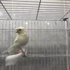 ذكر كناري سوري (( تم البيع ))