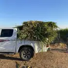 اعلاف علف وشتلات بونيكام اسباني