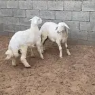 للبيع خرفان هرافي اعمار 4 شهور سمان