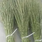 مرخ طازج للحنيذ والمندي يقطف يوم طلبك