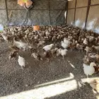 دجاج لوهمان براون الماني صافي مستورد