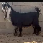 تيس عارضي